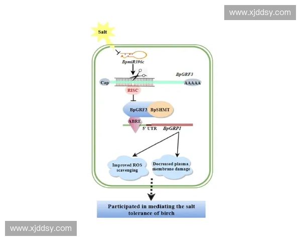 拉伸链条原理与应用技术全面解析及操作注意事项